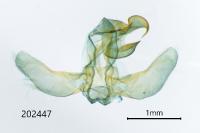 Ancylolomia tentaculella