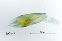 Ancylolomia tentaculella