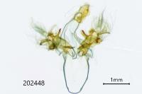 Nycteola siculana