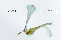 Nycteola siculana