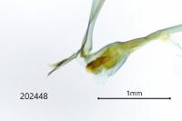 Nycteola siculana
