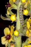 Cucullia verbasci