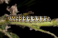 Cucullia verbasci
