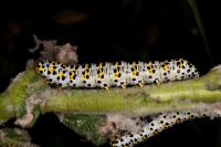 Cucullia verbasci