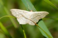 Scopula nigropunctata
