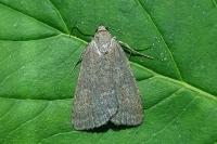 Acosmetia caliginosa