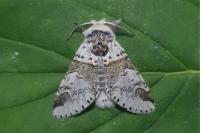 Furcula furcula