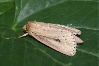Globia sparganii