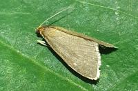 Evergestis aenealis