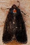 Nonagria typhae