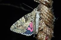 Catocala sponsa