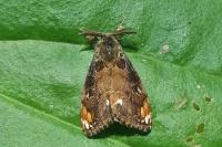 Orgyia recens