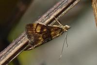 Pyrausta aurata