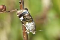 Acontia lucida