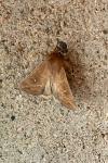 Mythimna albipuncta