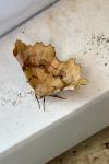 Selenia lunularia