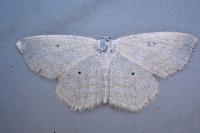 Scopula immutata