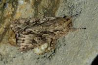 Xylocampa areola