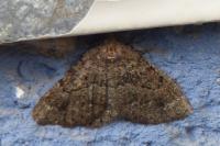 Selidosema taeniolaria