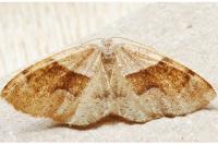 Plagodis pulveraria