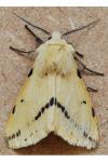 Spilarctia lutea