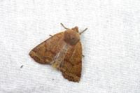 Conistra ligula