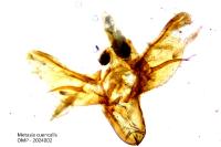 Metasia cuencalis bourgognei