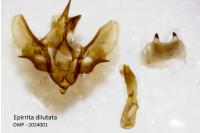 Epirrita dilutata