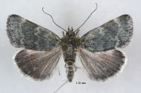 Orenaia helveticalis