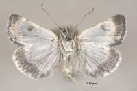 Orenaia helveticalis