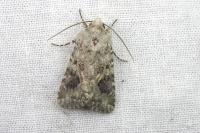 Anarta sodae