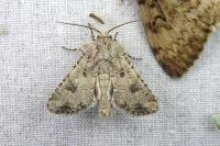 Anarta sodae