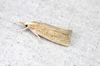 Calamotropha paludella