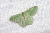 Hemithea aestivaria