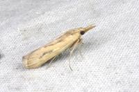 Saluria maculivittella