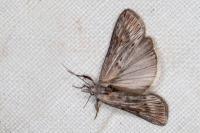 Megasis rippertella