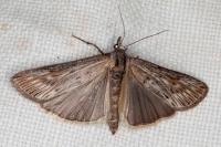 Megasis rippertella