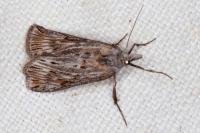 Megasis rippertella