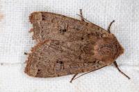 Conistra erythrocephala