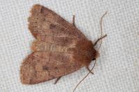 Conistra erythrocephala