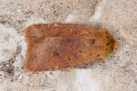 Conistra rubiginea