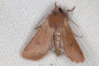 Spudaea ruticilla