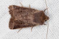 Spudaea ruticilla