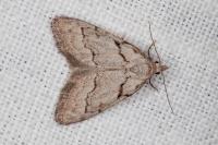 Nola thymula thymula