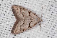 Nola thymula thymula