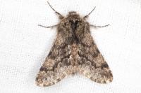 Apocheima hispidaria