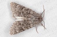 Acronicta euphorbiae