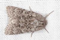 Acronicta euphorbiae