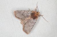 Conistra staudingeri