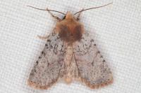 Conistra staudingeri